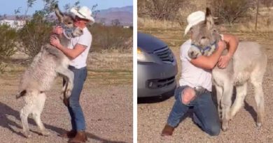 Wild donkey behaves just like a dog when