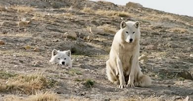 Wolf Pack Teams Up To Fight Off Intruder