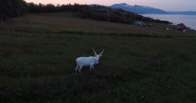 Albino Reindeer