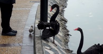 baby black swan