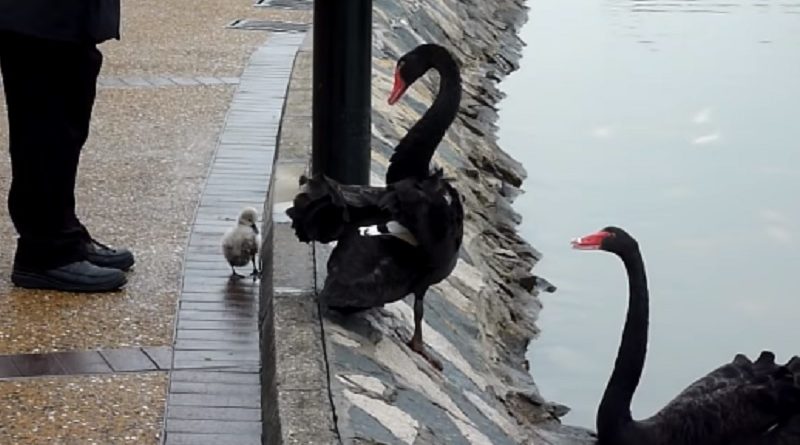 baby black swan