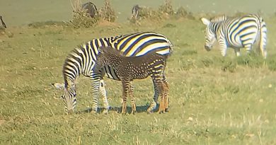 Adorable Baby Zebra