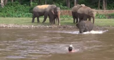 brave baby elephant