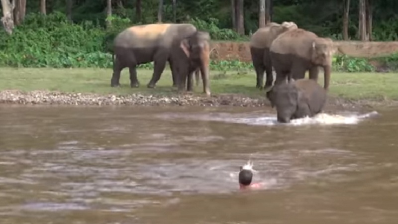 brave baby elephant