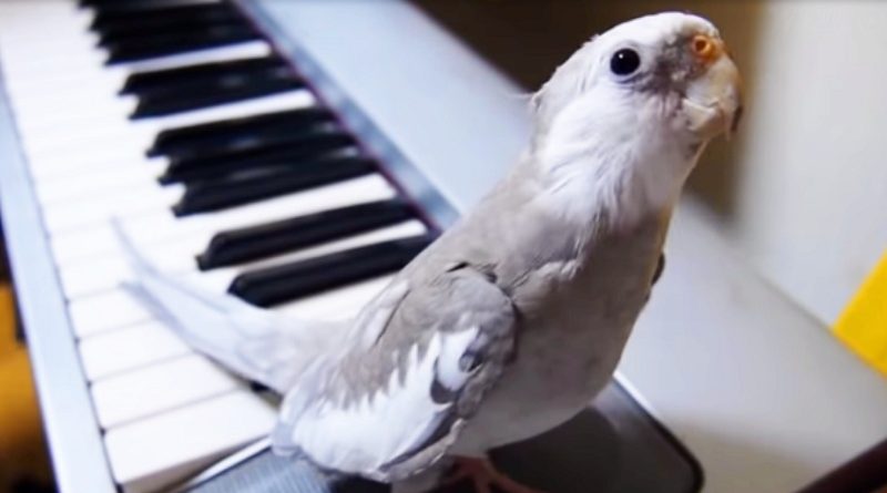 Very Friendly Cockatiel