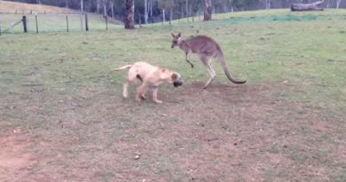 dog and kangaroo play