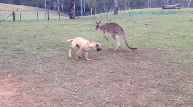 dog and kangaroo play