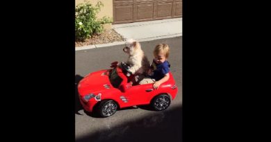 Toddler & His Cute Dog