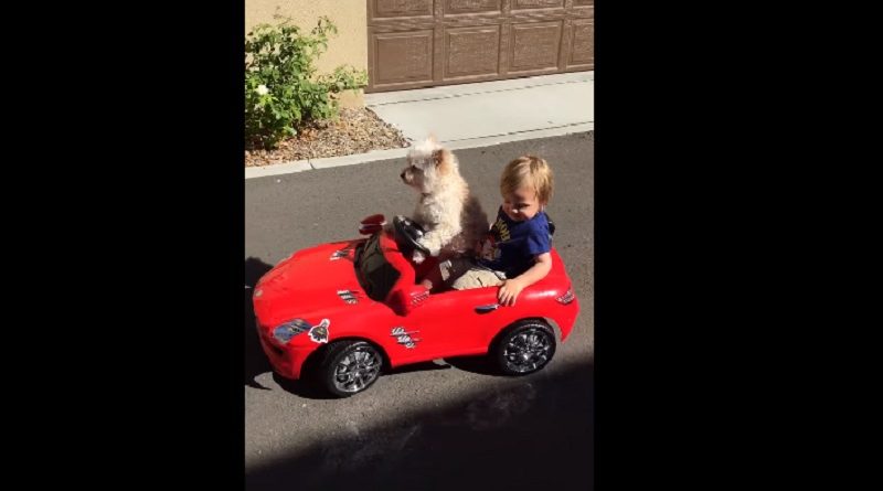 Toddler & His Cute Dog