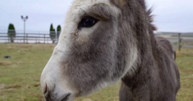 heartbroken mama donkey