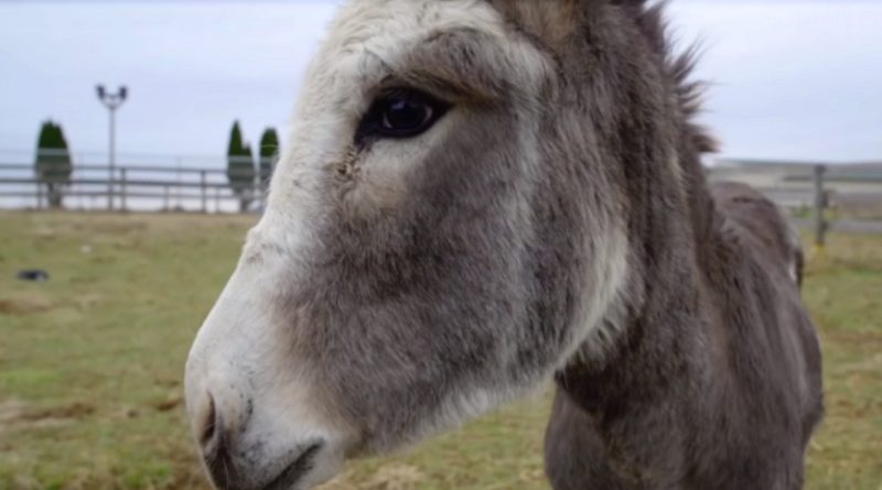 heartbroken mama donkey