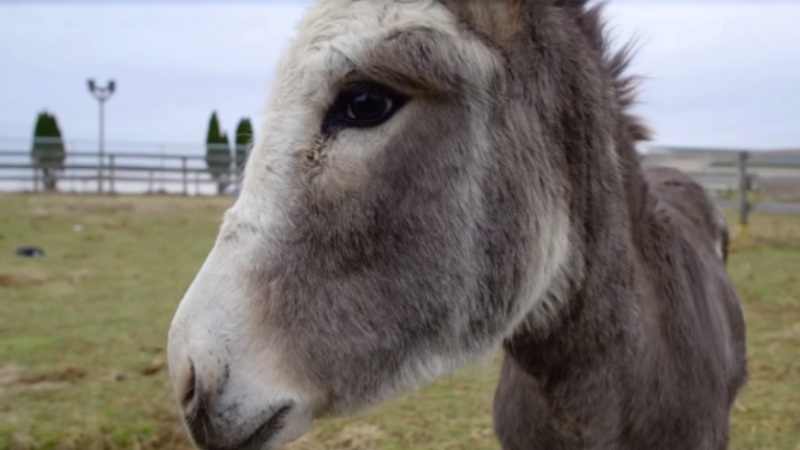 heartbroken mama donkey