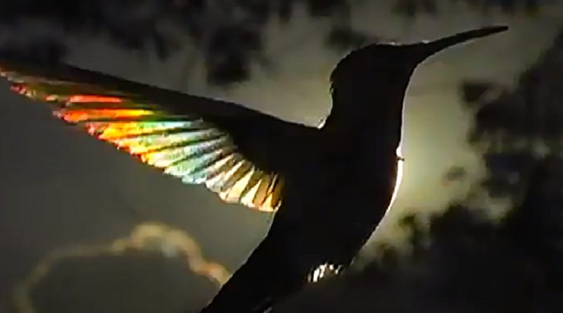 Hummingbird’s Wings