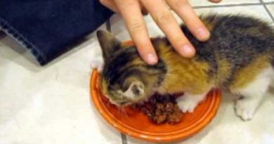 Kitten Doesn’t Let Even Her Owners Come Anywhere Near Her Precious Food (VIDEO)