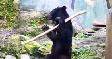 kung fu bear