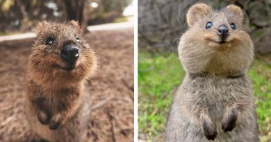 quokkas