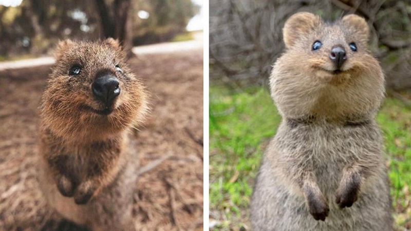 quokkas