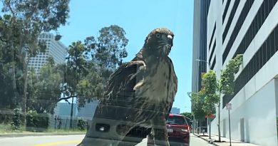 red tail hawk