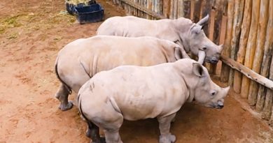 rhino babies