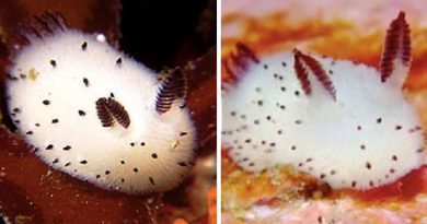 sea bunnies