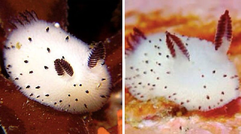 sea bunnies