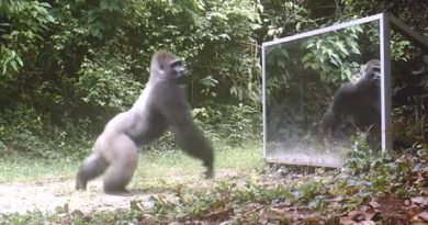 silverback gorilla