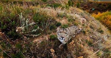 snow leopard