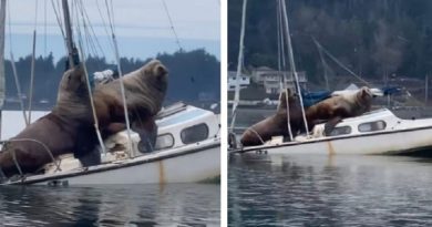 Two Huge Sea Lions