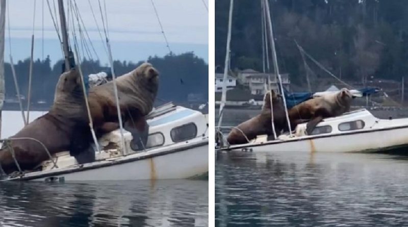 Two Huge Sea Lions