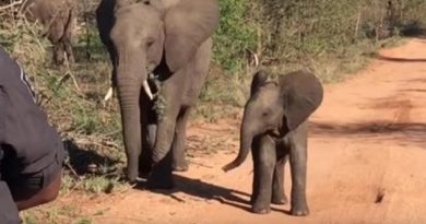 Baby Elephant Enchants Visitors