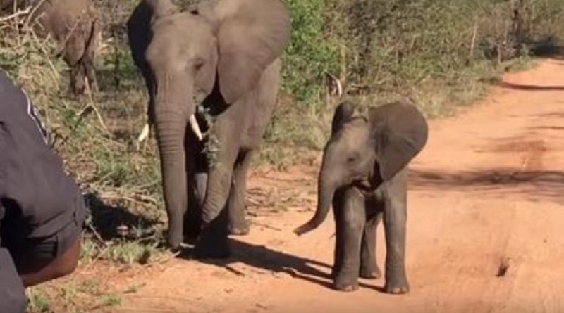 Baby Elephant Enchants Visitors