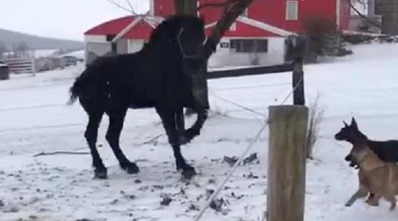 Percheron Horse Frolicks