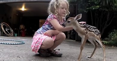 Tiny Fawn