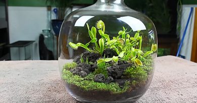 terrarium carnivora