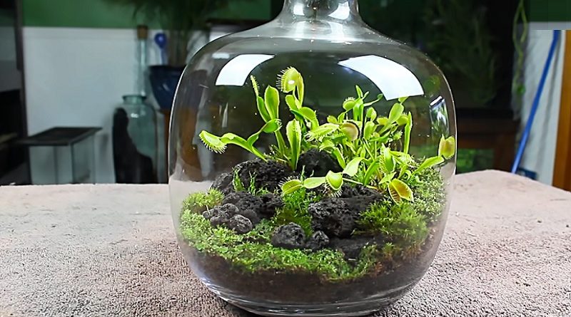 terrarium carnivora