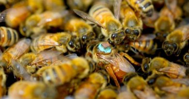 Male Honeybees Blind The Queen Bee