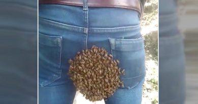 Huge colony of bees