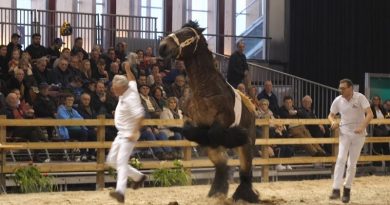 Draft Horse Takes Revenge