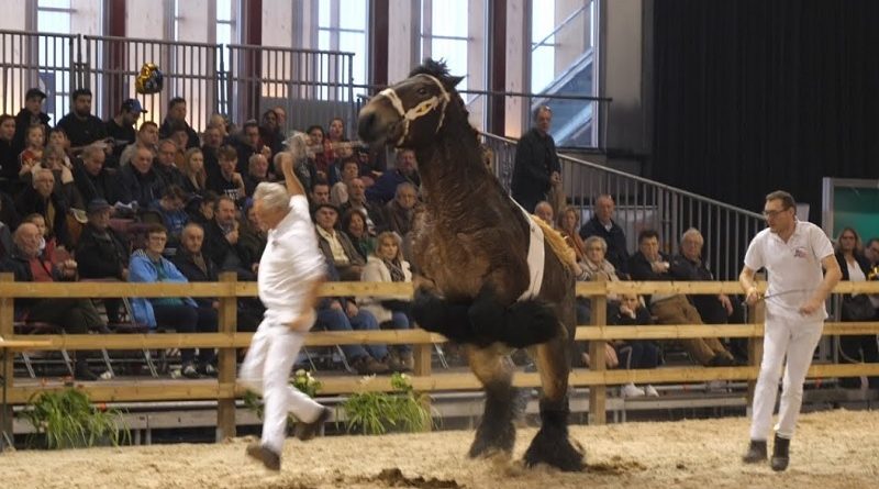 Draft Horse Takes Revenge