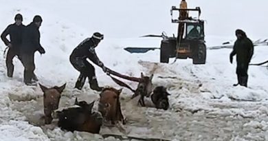 Farmers Rescue 11 Horses