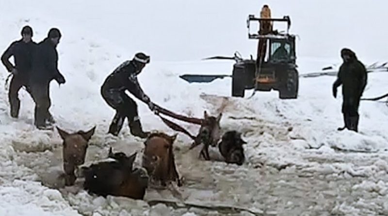 Farmers Rescue 11 Horses