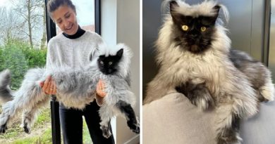 Massive Maine Coon cat