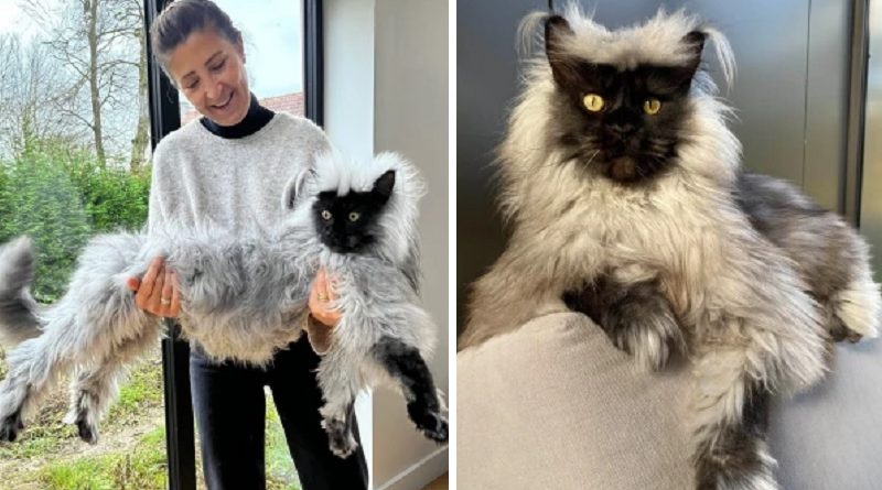 Massive Maine Coon cat