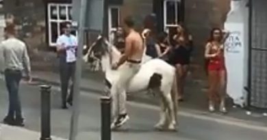 horse being whipped