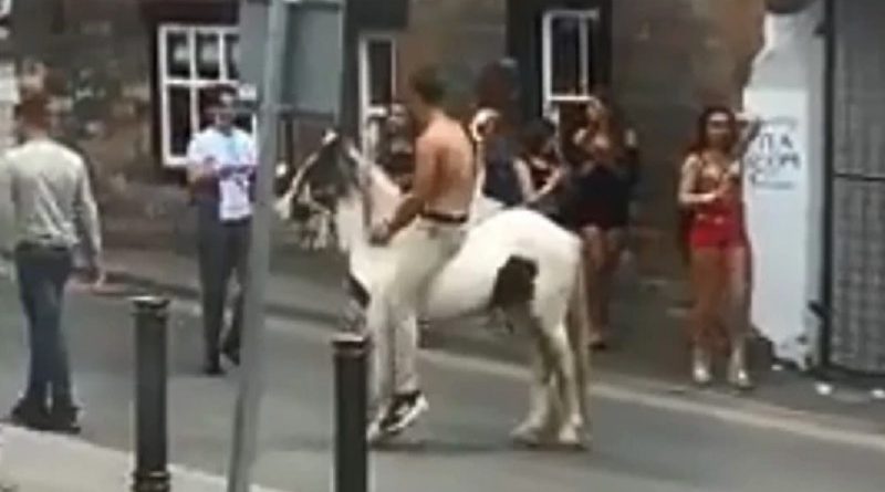 horse being whipped