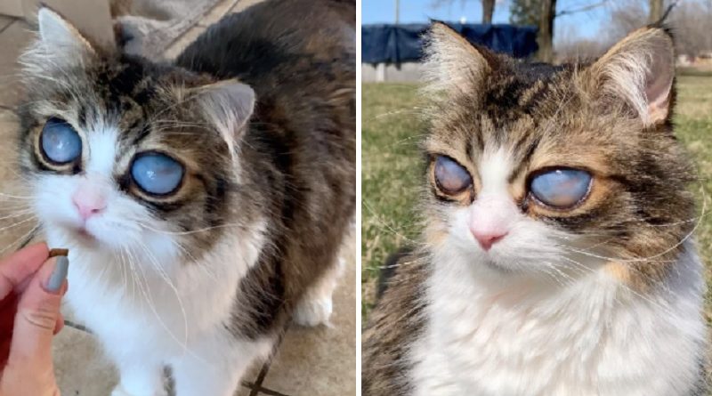 blind cat from Canada