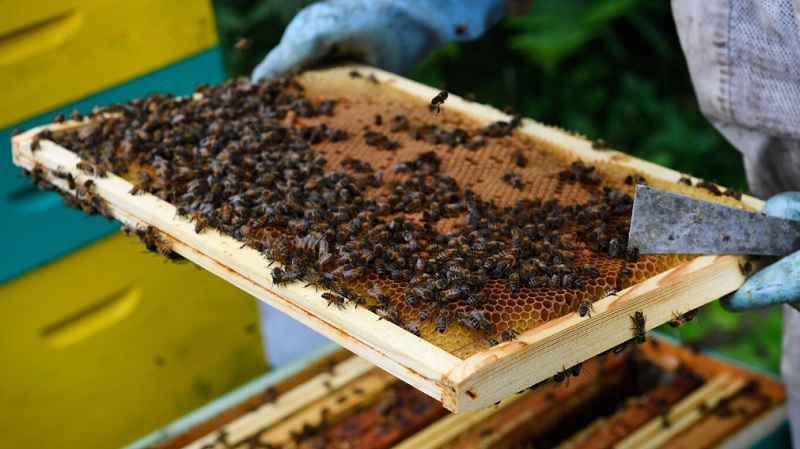 Thieves Steal 5 Million Bees