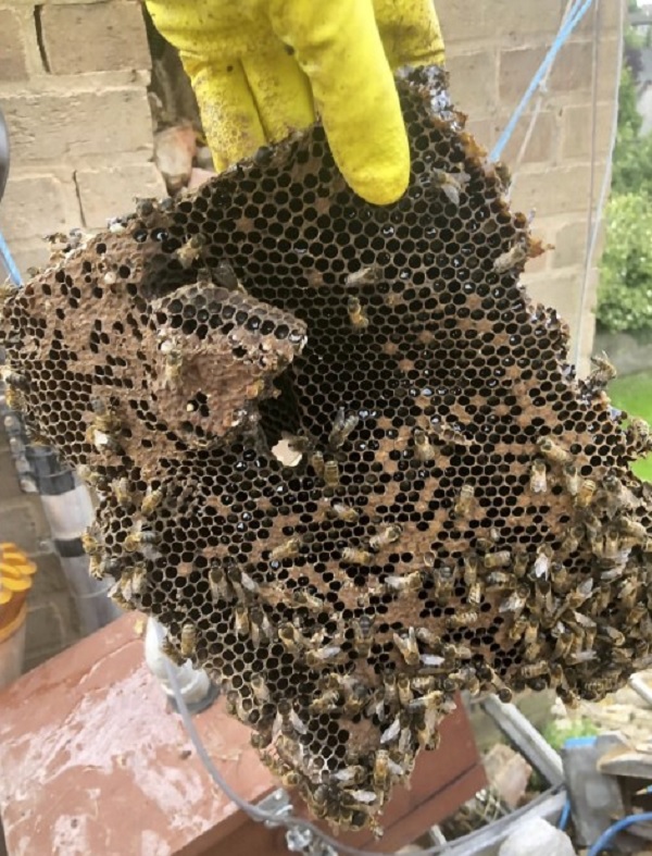 bees are stolen from farm