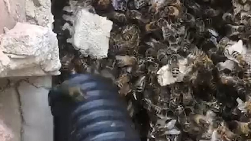 bees are stolen from farm