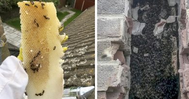 bees are stolen from farm